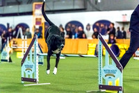 2019 Westminster Kennel Club Dog Show