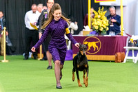 2020 Westminster Kennel Club Dog Show